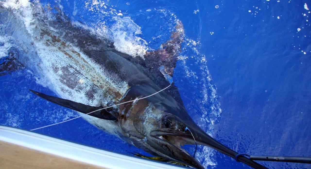 Casa Mao-Cheia Lejlighed Arco da Calheta  Eksteriør billede