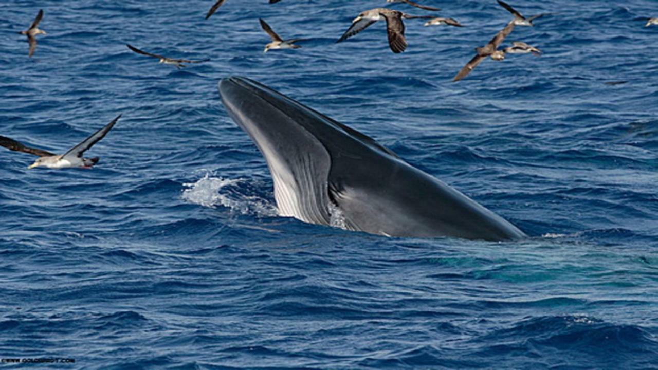 Casa Mao-Cheia Lejlighed Arco da Calheta  Eksteriør billede